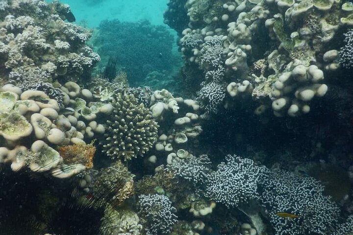 Zanzibar: Private Mnemba Island Snorkeling Tour with Hotel Pickup