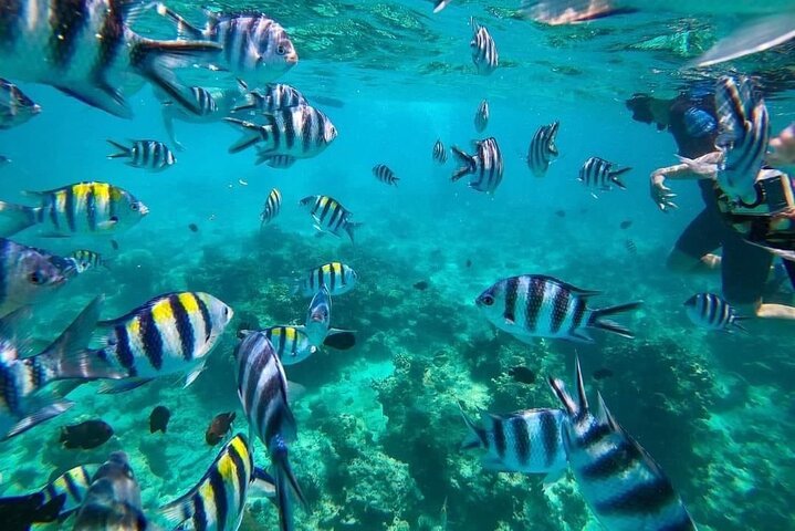 Zanzibar: Private Mnemba Island Snorkeling Tour with Hotel Pickup
