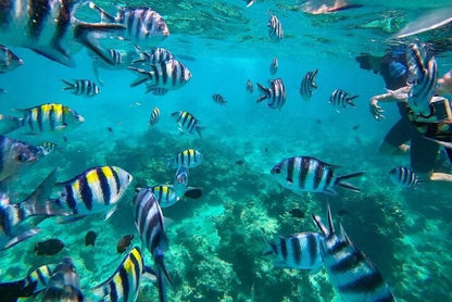 Zanzibar: Private Mnemba Island Snorkeling Tour with Hotel Pickup