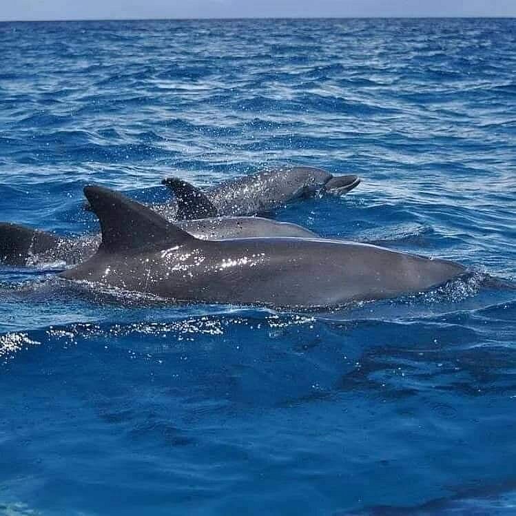 Zanzibar: Private Mnemba Island Snorkeling Tour with Hotel Pickup