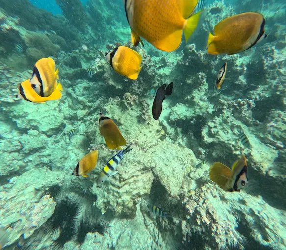 Zanzibar: Private Snorkeling with Dolphins Tour at Mnemba Atoll with Sandbank Stop
