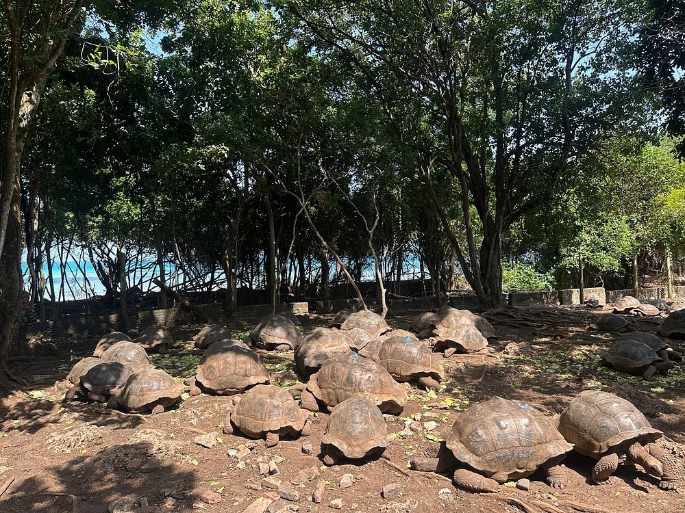 Zanzibar: Private Tour of Stone Town, Peace Memorial Museum and Nakupenda Beach