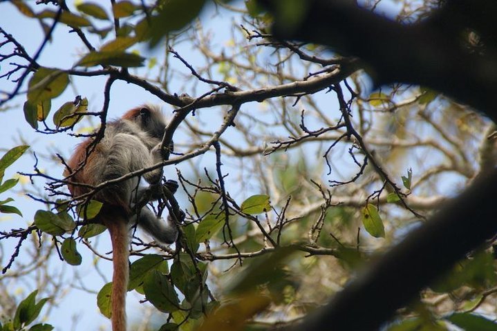 Zanzibar: Private Tour to Jozani Forest and Spice Farm