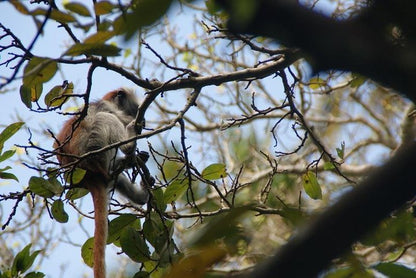 Zanzibar: Private Tour to Jozani Forest and Spice Farm