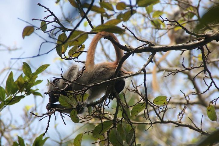 Zanzibar: Private Tour to Jozani Forest and Spice Farm