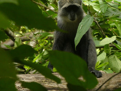 Zanzibar: Private Tour to Jozani Forest and Spice Farm