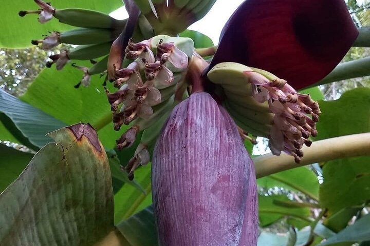 Zanzibar: Private Tour to Jozani Forest and Spice Farm