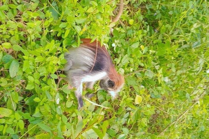 Zanzibar: Private Tour to Jozani Forest and Spice Farm