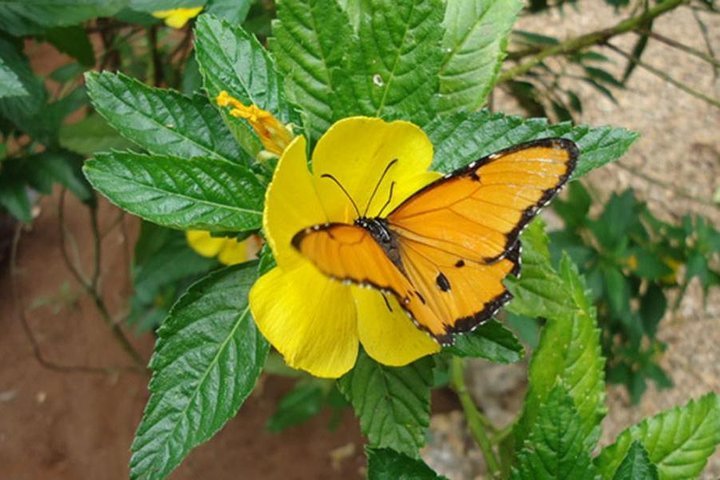 Zanzibar: Private Tour to Jozani Forest and Spice Farm