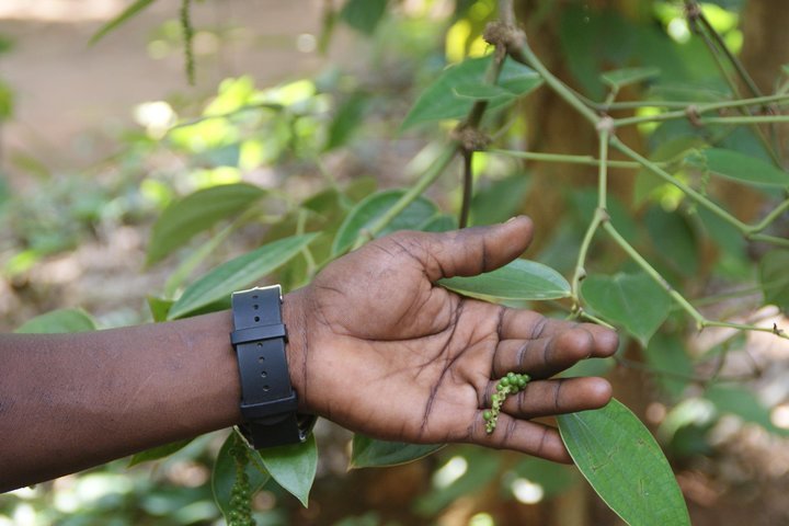 Zanzibar: Private Tour to Jozani Forest and Spice Farm