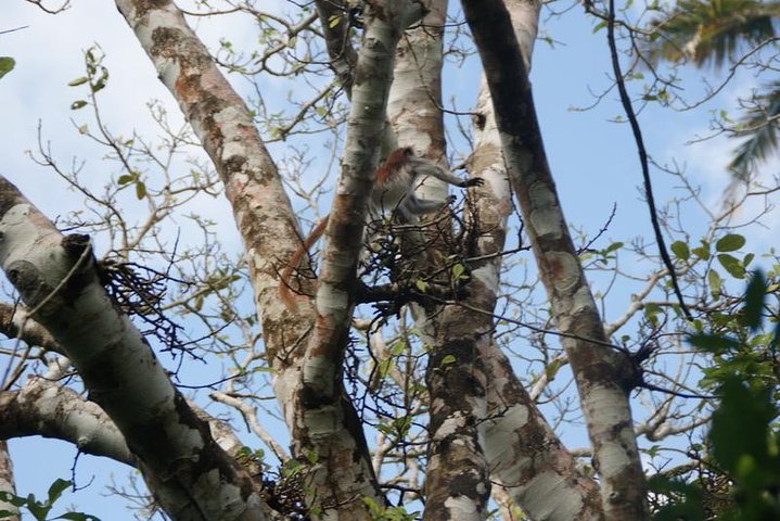 Zanzibar: Private Tour to Jozani Forest and Spice Farm