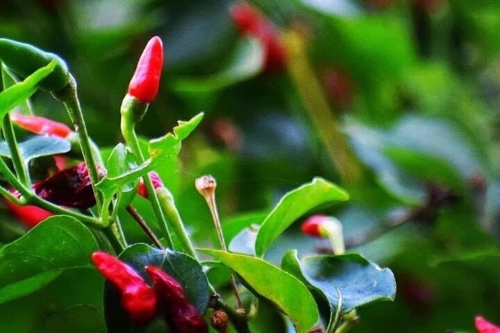 Zanzibar: Private Tour to Jozani Forest and Spice Farm