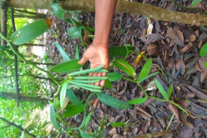 Zanzibar: Private Tour to Jozani Forest and Spice Farm