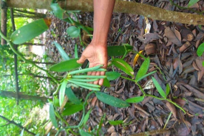Zanzibar: Private Tour to Jozani Forest and Spice Farm