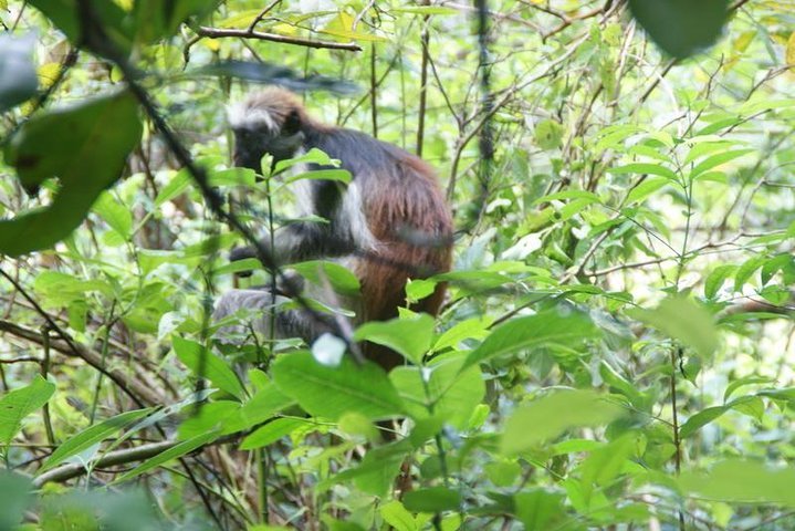 Zanzibar: Private Tour to Jozani Forest and Spice Farm