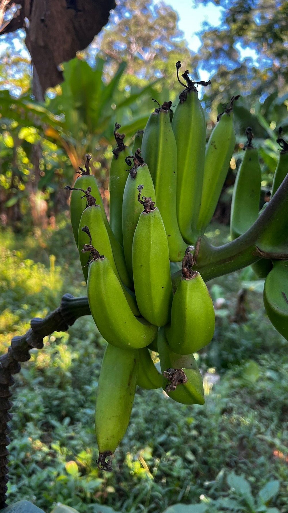 Zanzibar: Private Tour to Jozani Forest and Spice Farm