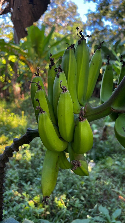 Zanzibar: Private Tour to Jozani Forest and Spice Farm