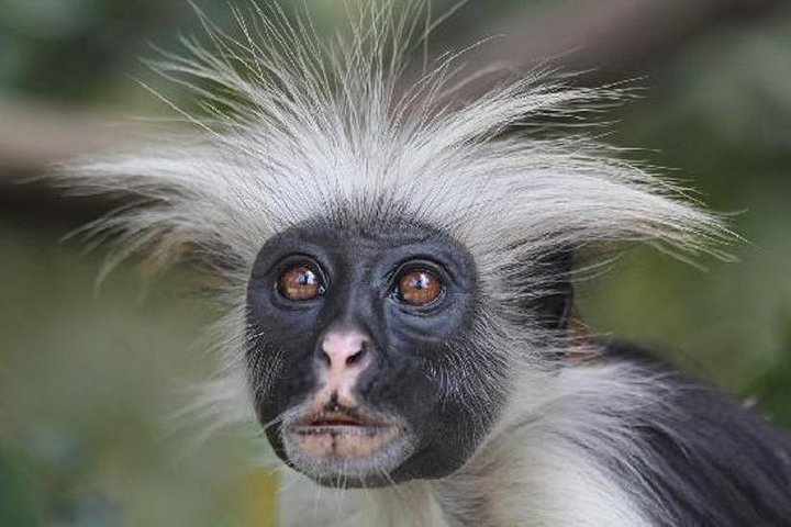 Zanzibar: Private Tour to Jozani Forest and Spice Farm