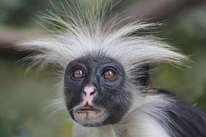 Zanzibar: Private Tour to Jozani Forest and Spice Farm
