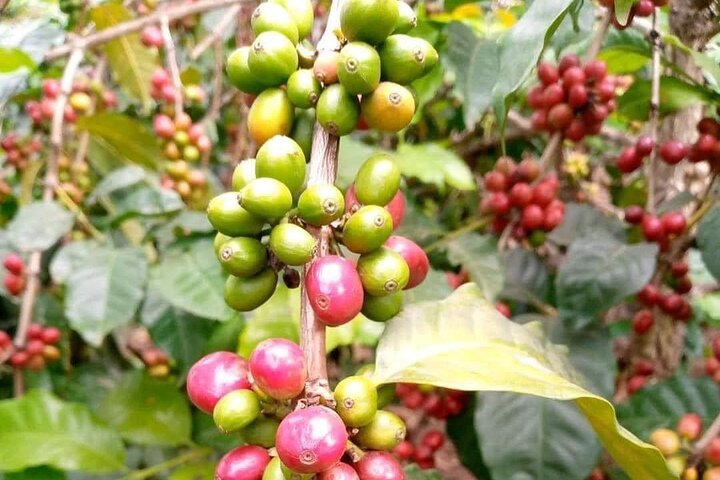 Zanzibar: Private Tour to Jozani Forest and Spice Farm