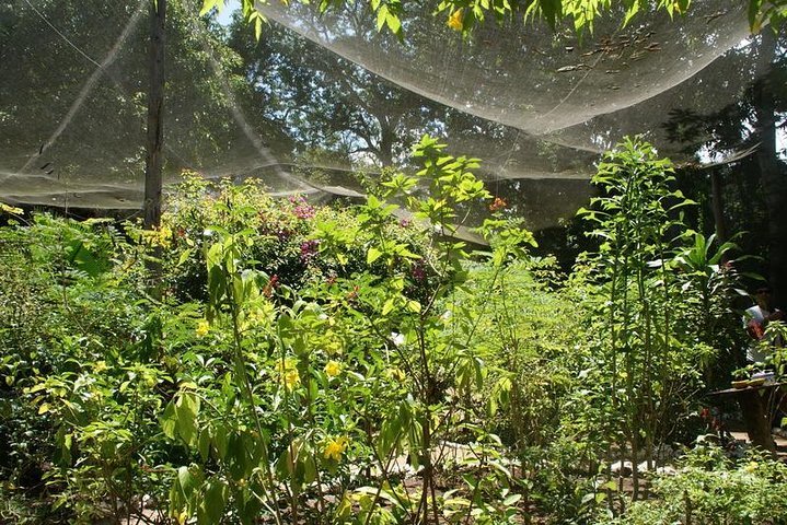 Zanzibar: Private Tour to Jozani Forest and Spice Farm