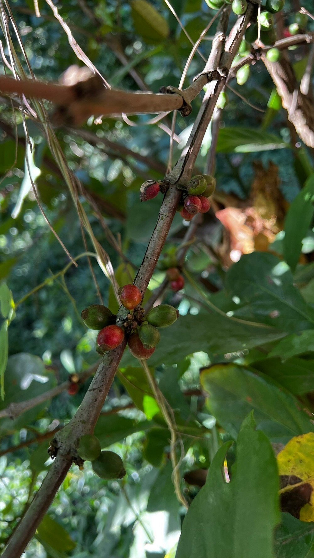 Zanzibar: Private Tour to Jozani Forest and Spice Farm