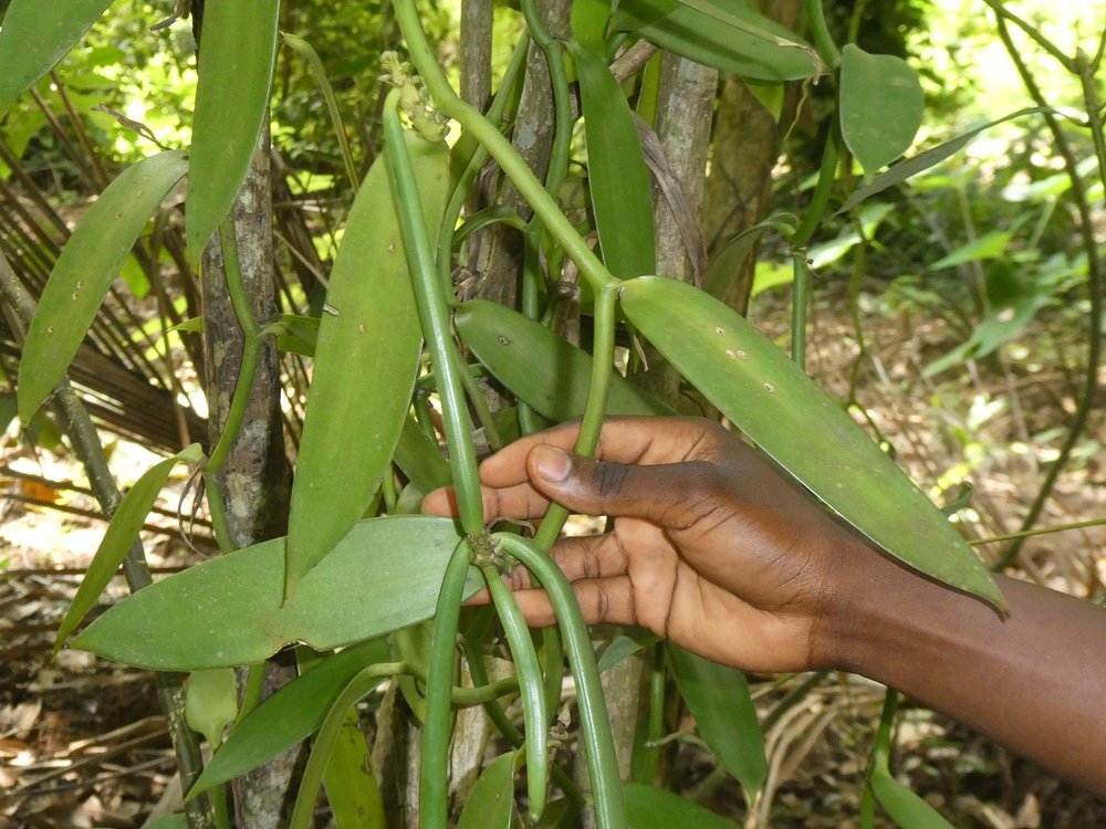 Zanzibar: Private Tour to Jozani Forest and Spice Farm