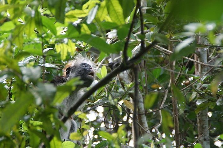 Zanzibar: Private Tour to Jozani Forest and Spice Farm