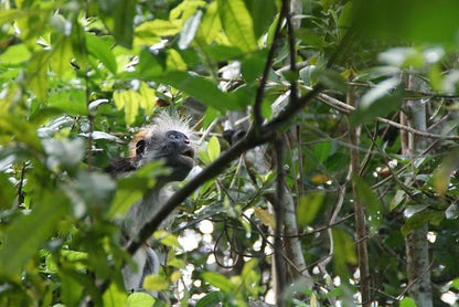 Zanzibar: Private Tour to Jozani Forest and Spice Farm