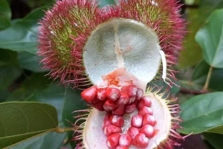 Zanzibar: Private Tour to Jozani Forest and Spice Farm