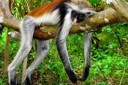 Zanzibar: Private Tour to Jozani Forest and Spice Farm