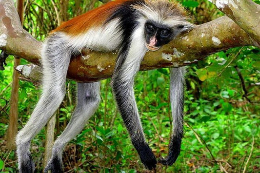 Zanzibar: Private Tour to Jozani Forest and Spice Farm