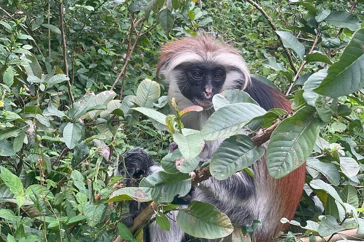Zanzibar: Private Tour to Jozani Forest and Spice Farm