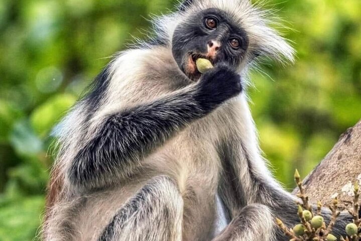 Zanzibar: Private Tour to Jozani Forest and Spice Farm