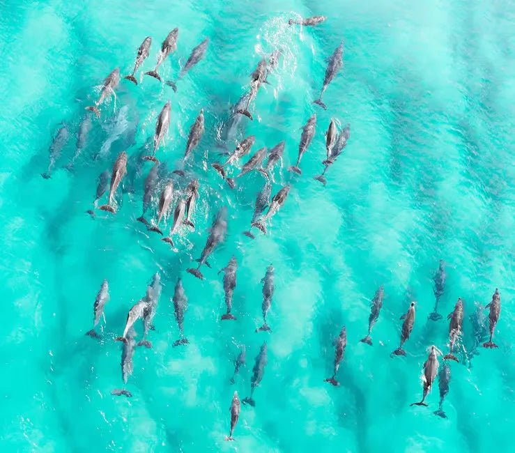 Zanzibar: Pungume Sandbank Sailboat Tour with Snorkeling and BBQ Lunch