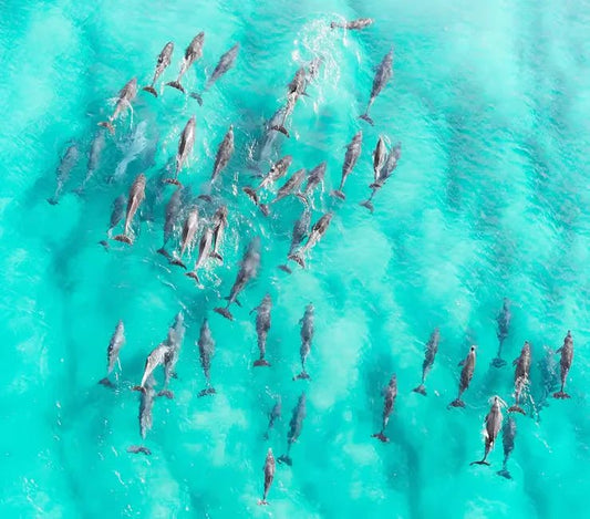 Zanzibar: Pungume Sandbank Sailboat Tour with Snorkeling and BBQ Lunch