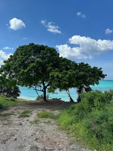 Zanzibar: Quad Adventure from Nungwi or Kendwa with Village Visit and Beach Stops
