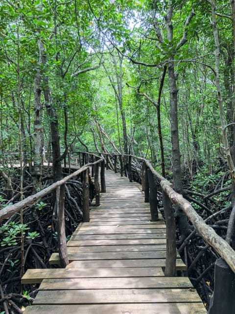 Zanzibar: Red Colobus Monkeys in Jozani Forest Guided Tour