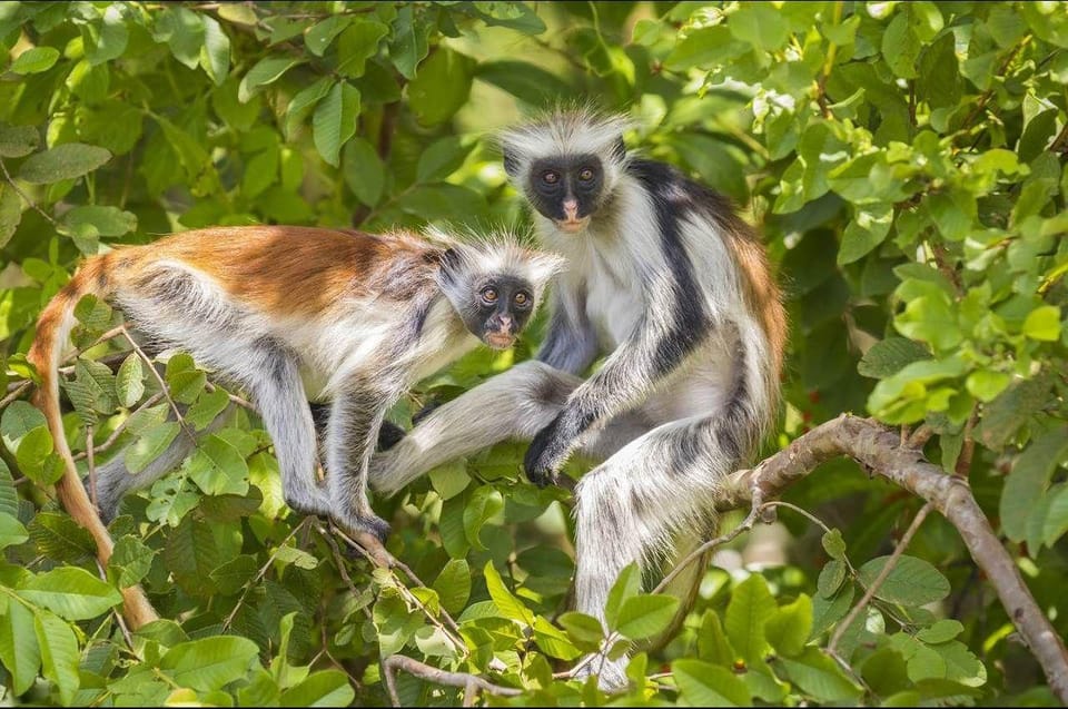 Zanzibar: Red Colobus Monkeys in Jozani Forest Guided Tour