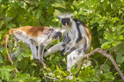 Zanzibar: Red Colobus Monkeys in Jozani Forest Guided Tour