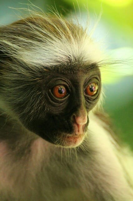 Zanzibar: Red Colobus Monkeys in Jozani Forest Guided Tour