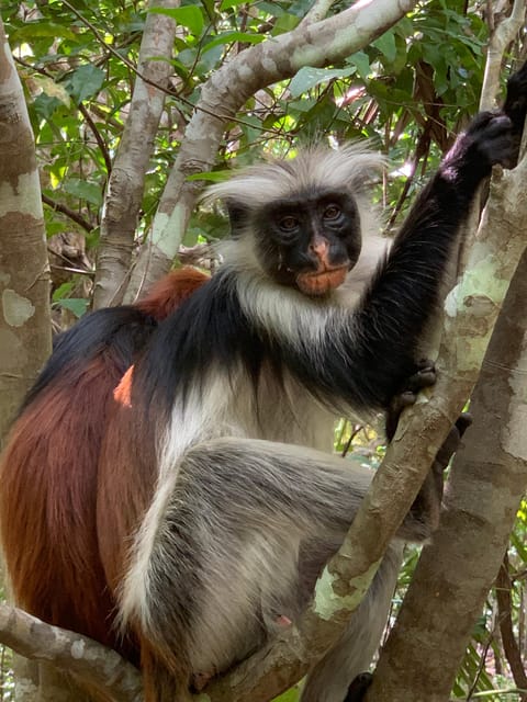 Zanzibar: Red Colobus Monkeys in Jozani Forest Guided Tour