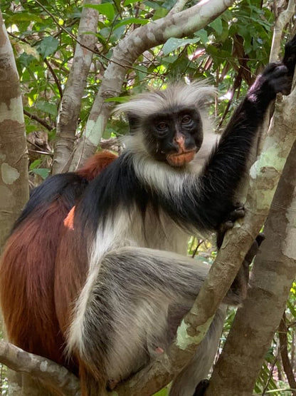 Zanzibar: Red Colobus Monkeys in Jozani Forest Guided Tour