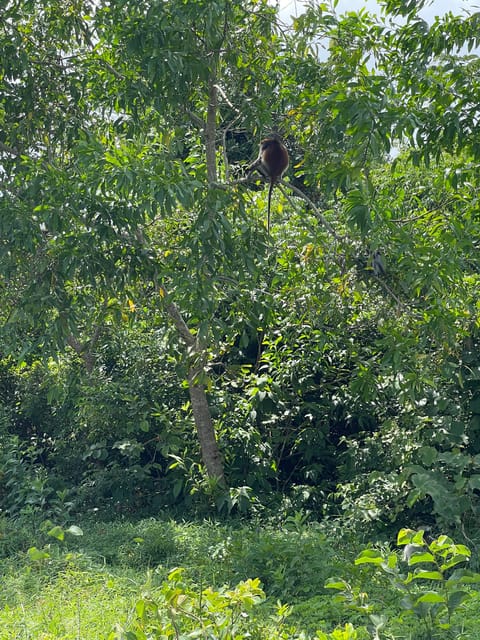 Zanzibar: Red Colobus Monkeys in Jozani Forest Guided Tour