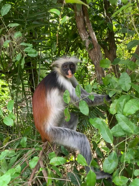 Zanzibar: Red Colobus Monkeys in Jozani Forest Guided Tour