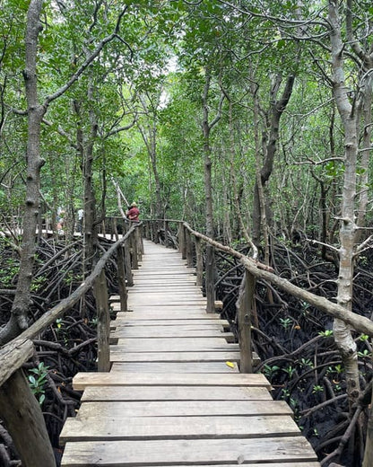 Zanzibar: Red Colobus Monkeys in Jozani Forest Guided Tour