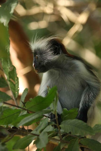 Zanzibar: Red Colobus Monkeys in Jozani Forest Guided Tour