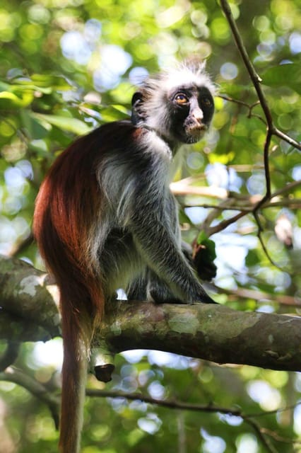 Zanzibar: Red Colobus Monkeys in Jozani Forest Guided Tour