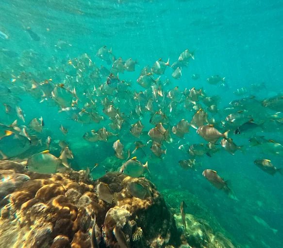 Zanzibar: Safari Blue Full - Day Snorkeling Tour with Seafood Lunch