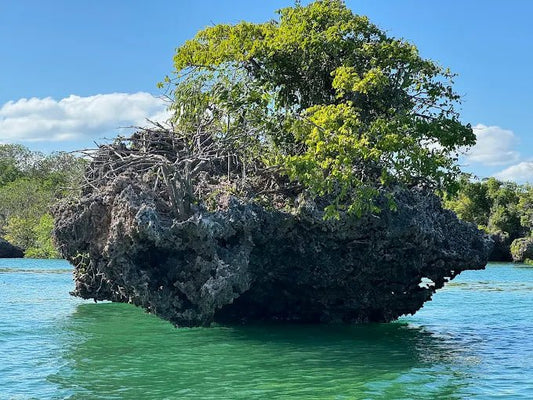 Zanzibar: Safari Blue Full - Day Snorkeling Tour with Seafood Lunch